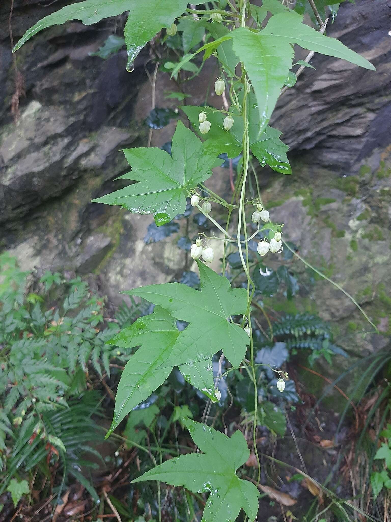 Image of Ceratiosicyos laevis (Thunb.) A. Meeuse