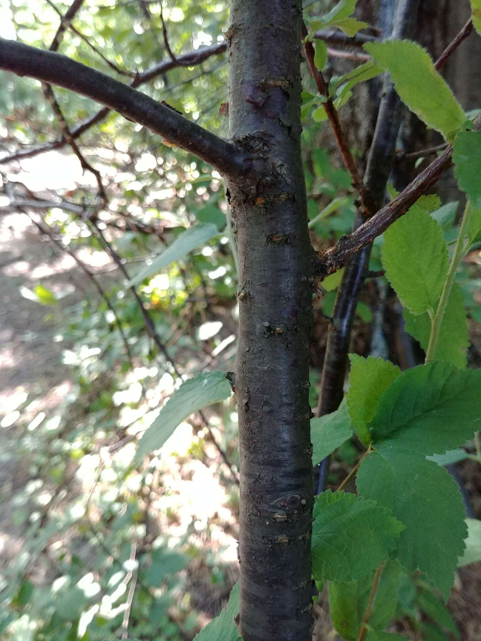 Sivun Prunus triloba Lindl. kuva