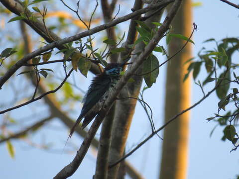 Image of Blue-throated Bee-eater