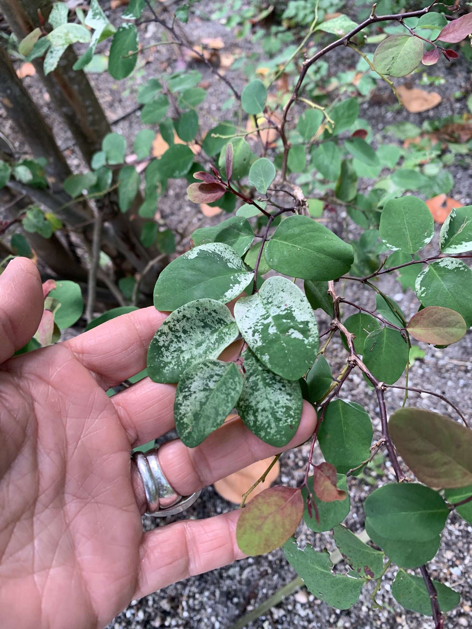 Image of snowbush