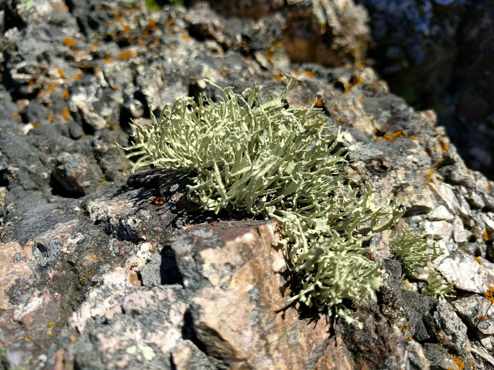 Image of Armored fog lichen