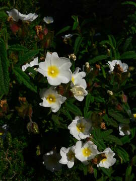 Image of Cistus florentinus Lam.