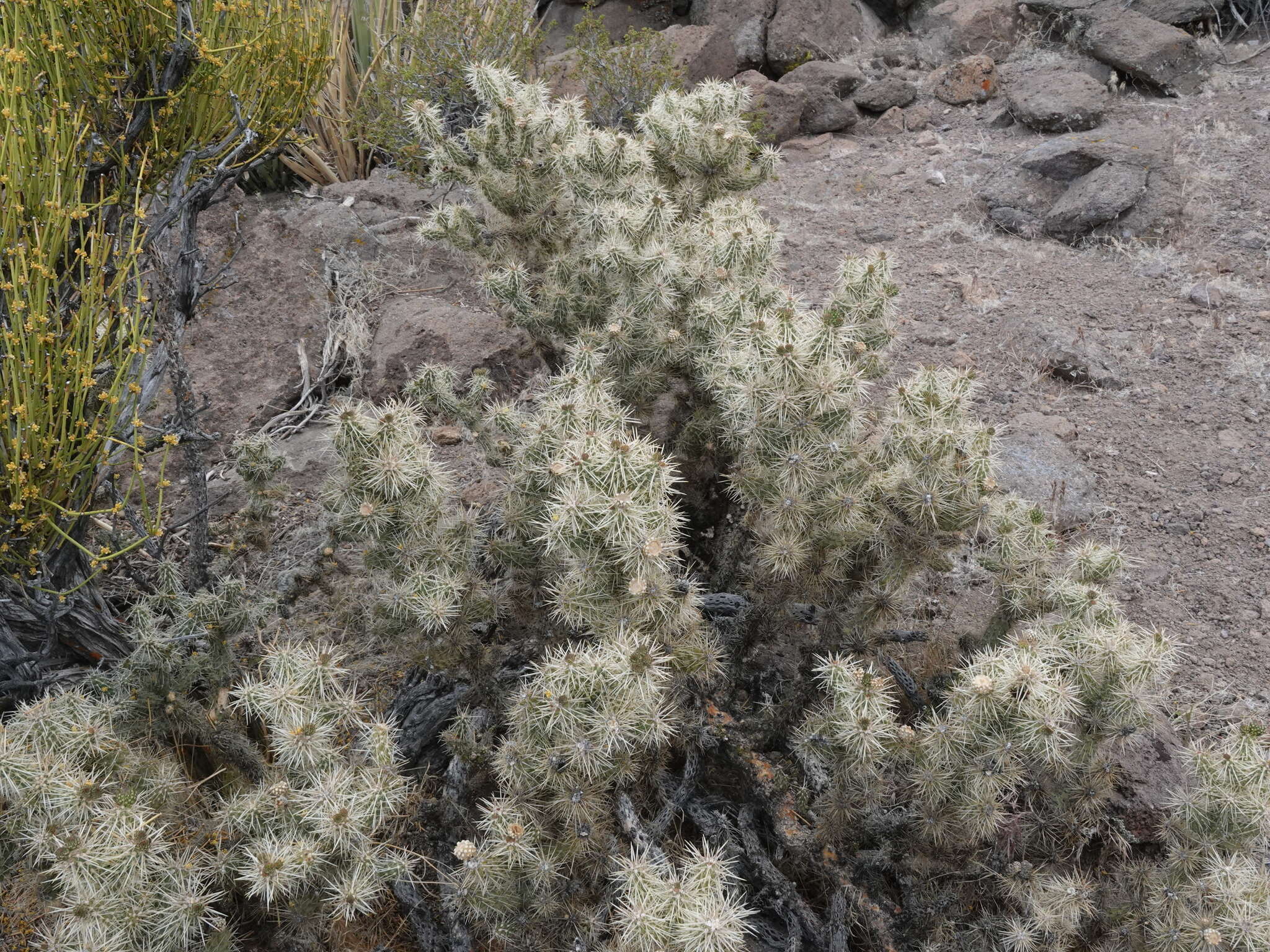 Слика од Cylindropuntia multigeniculata (Clokey) Backeb.