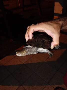 Image of Black Spine-necked Swamp Turtle