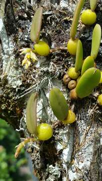 Image of Bulbophyllum humblotii Rolfe