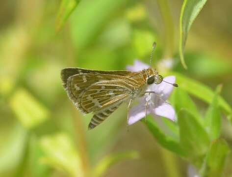 Image of Grey-veined Grass Dart