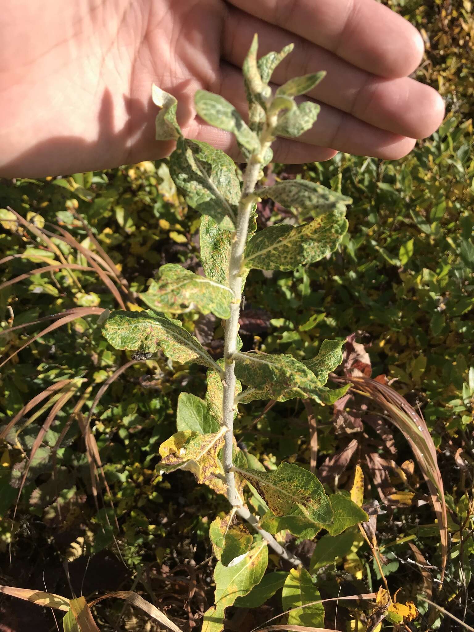 Image of Salix alaxensis var. alaxensis