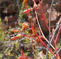 Image of Tylecodon paniculatus (L. fil.) H. Tölken