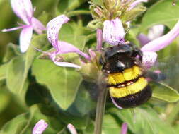 Image of Xylocopa caffra (Linnaeus 1767)