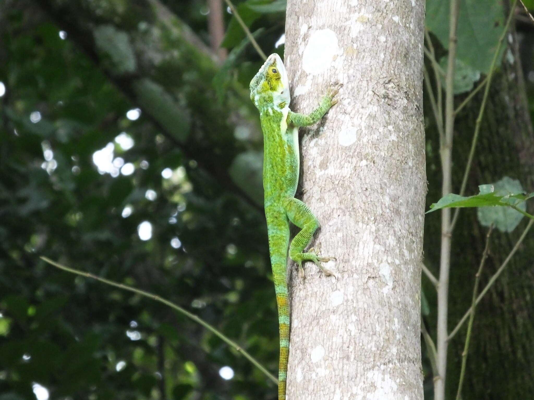 Image of Anolis luteogularis Noble & Hassler 1935