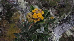 Image of Scrobicaria ilicifolia (L. fil.) B. Nord.