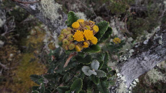 Scrobicaria resmi