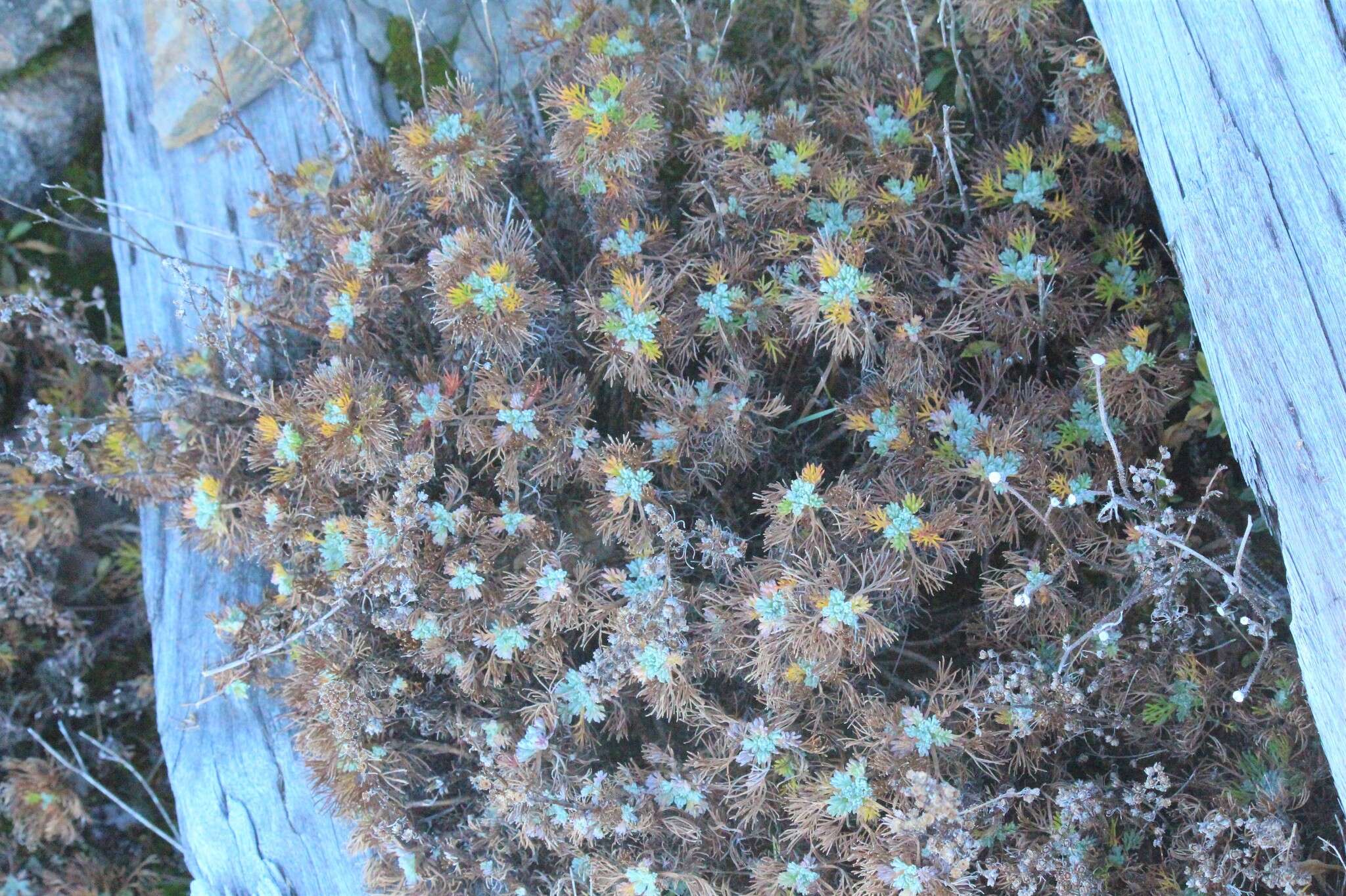 Image of Artemisia morrisonensis Hayata