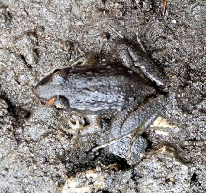 Image of Painted Frog