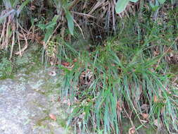 Image of Pitcairnia albiflos Herb.