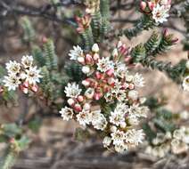 Image of Darwinia salina L. A. Craven & S. R. Jones