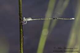 Image of Attentuated Bluet