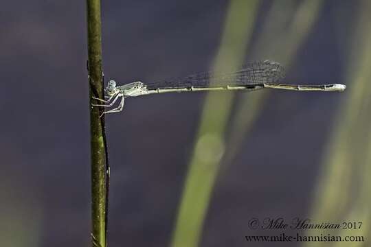 Image of Attentuated Bluet