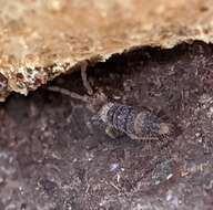 Image of Springtail