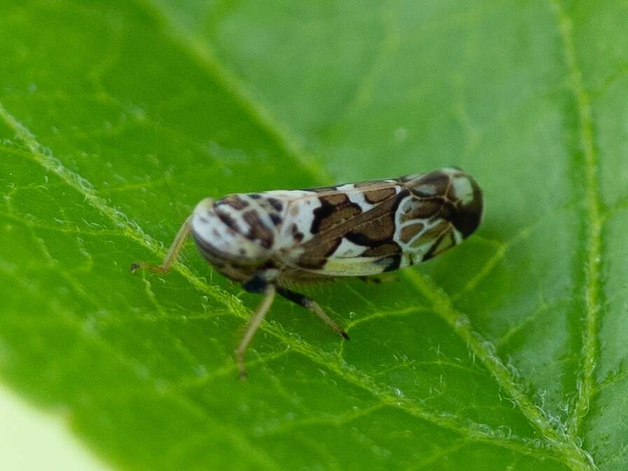 Image of Sanctanus (Cruciatanus) cruciatus Osborn 1911