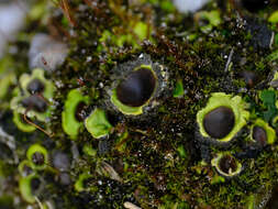 Image of chocolate chip lichen