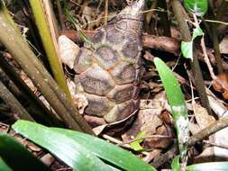 Image of coontie