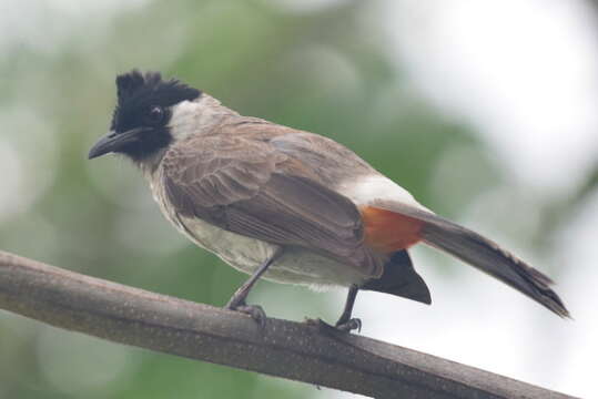 Image of Sooty-headed Bulbul