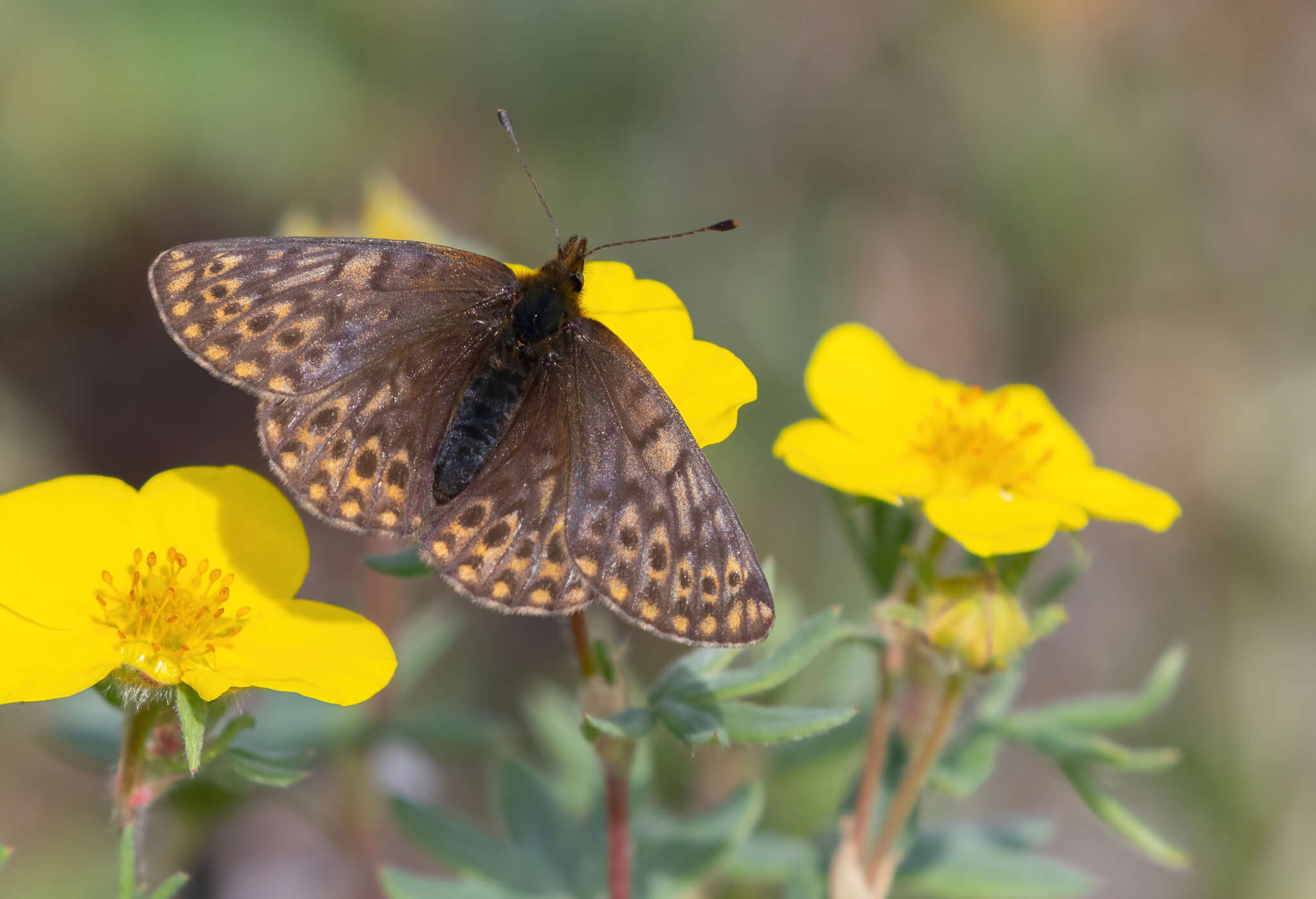 Image of <i>Boloria natazhati</i>