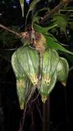 Imagem de Tacca leontopetaloides (L.) Kuntze