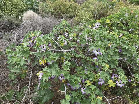 Image of Malva pacifica M. F. Ray