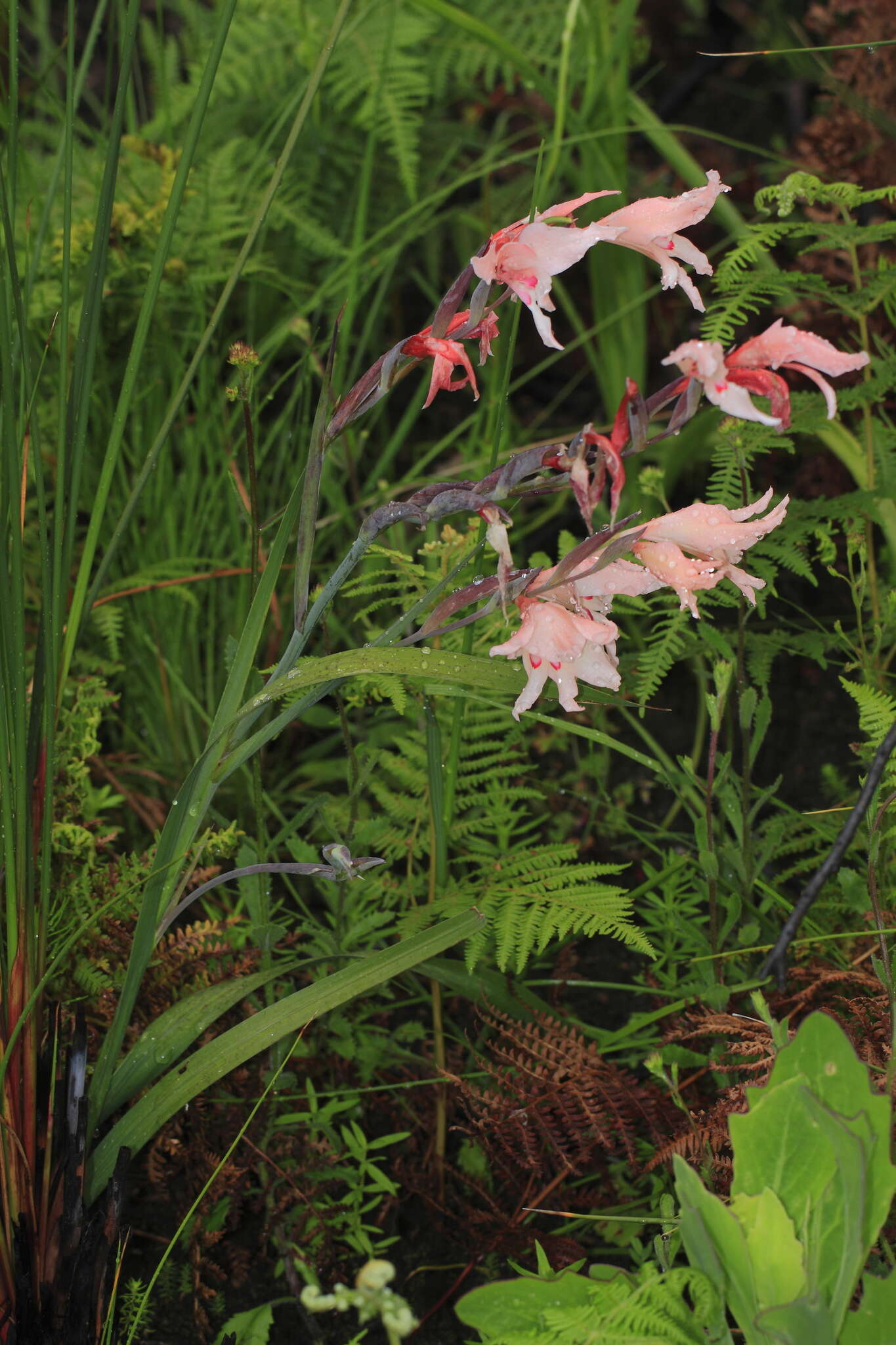 Image of Gladiolus carneus D. Delaroche