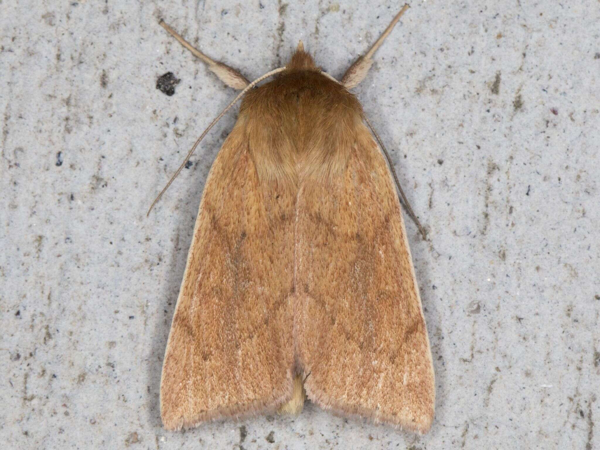 Image of V-lined Quaker Moth