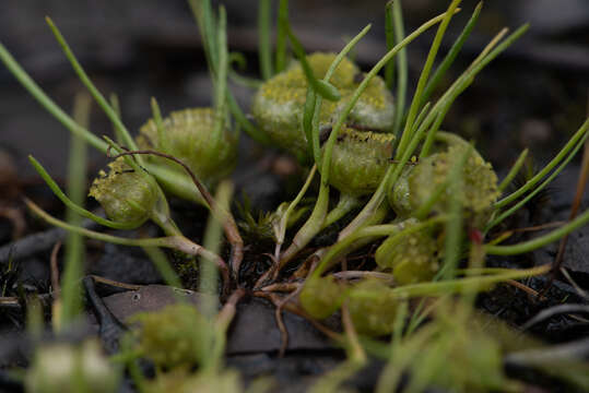 Image of Myriocephalus rhizocephalus (DC.) Benth.