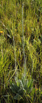 Image of hairy hawkweed