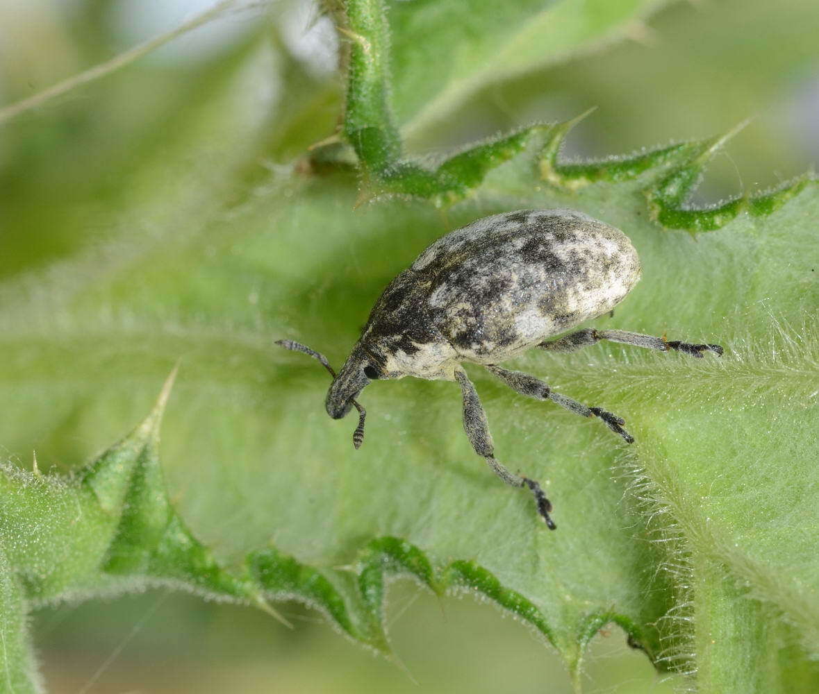 Larinus vulpes Schoenherr 1835的圖片