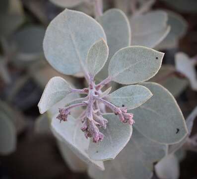 Image of Mallory's manzanita