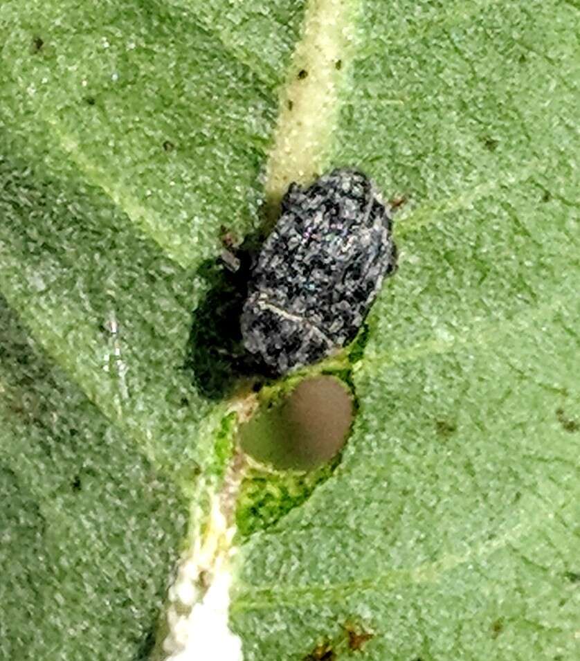 Image of Milkweed Stem Weevil