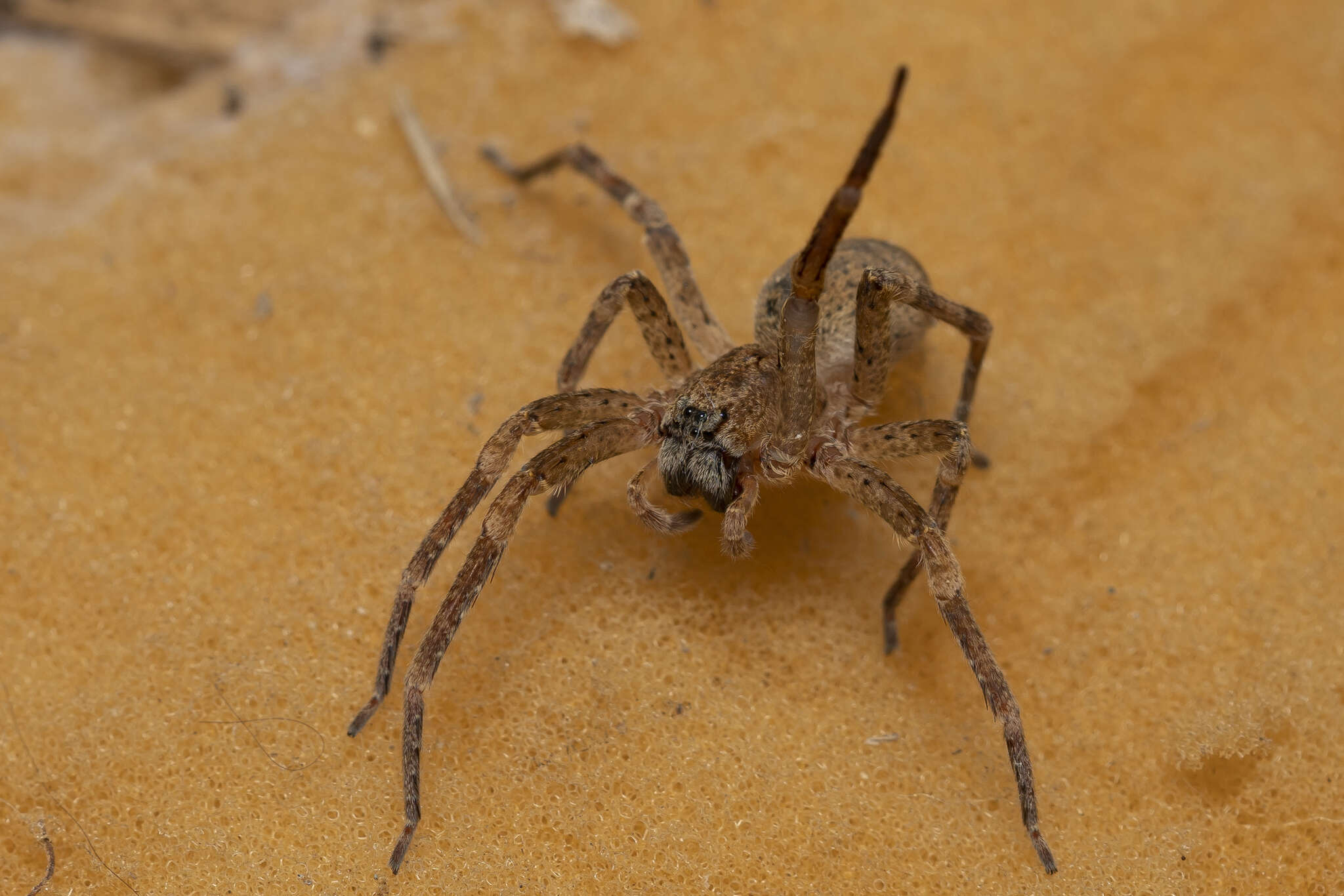 Image de Zoropsis lutea (Thorell 1875)