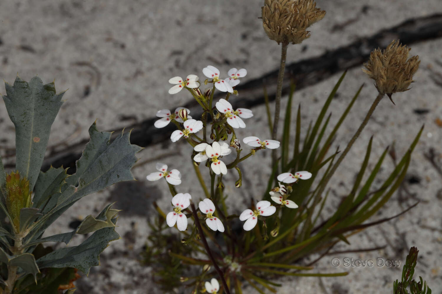 Image of Stylidium rigidulum Sond.