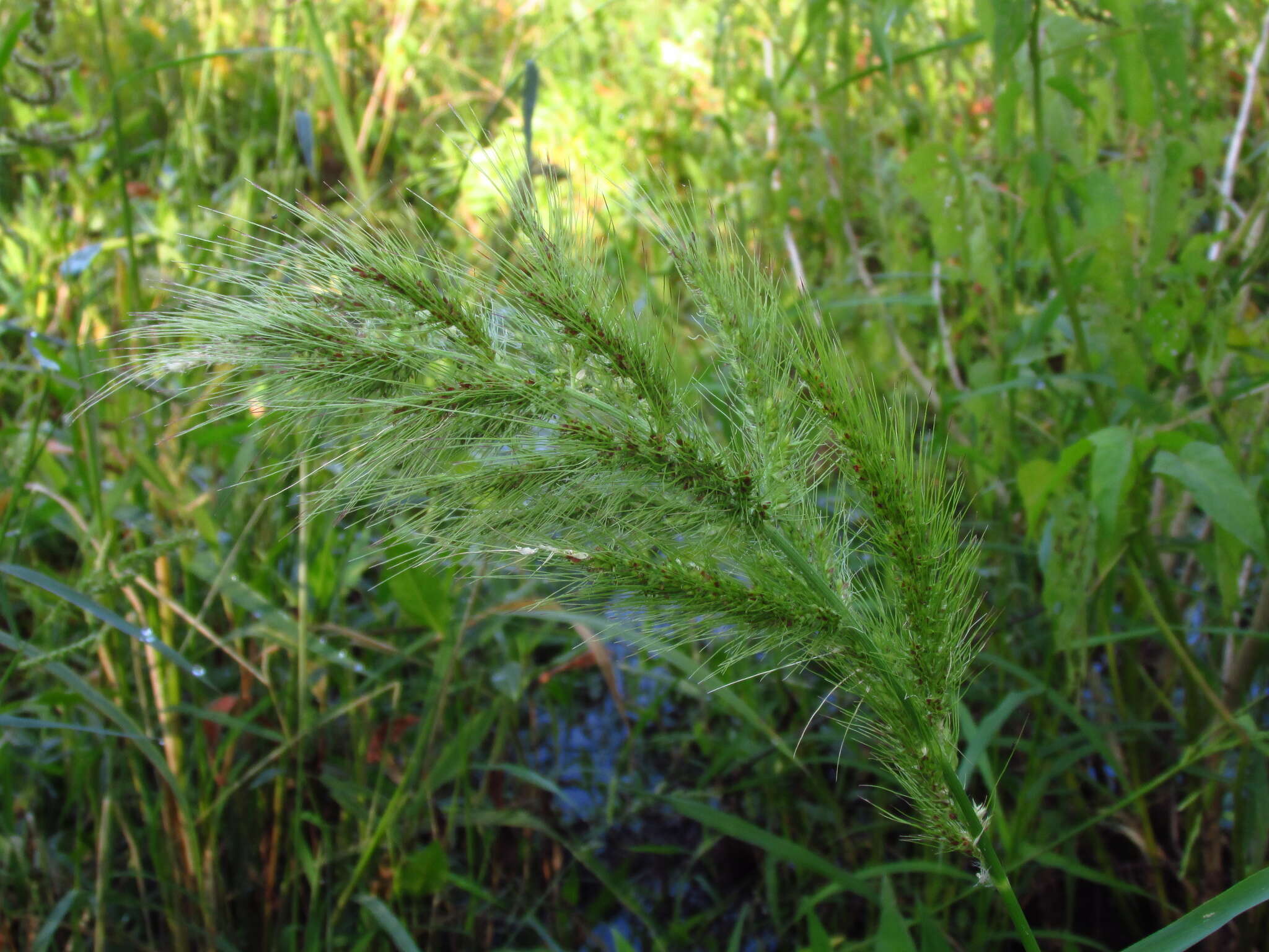 Image of Long-Awn Cock's-Spur Grass