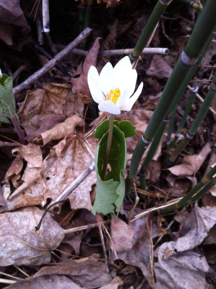 Image of bloodroot