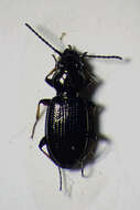 Imagem de Bembidion (Metallina) lampros (Herbst 1784)