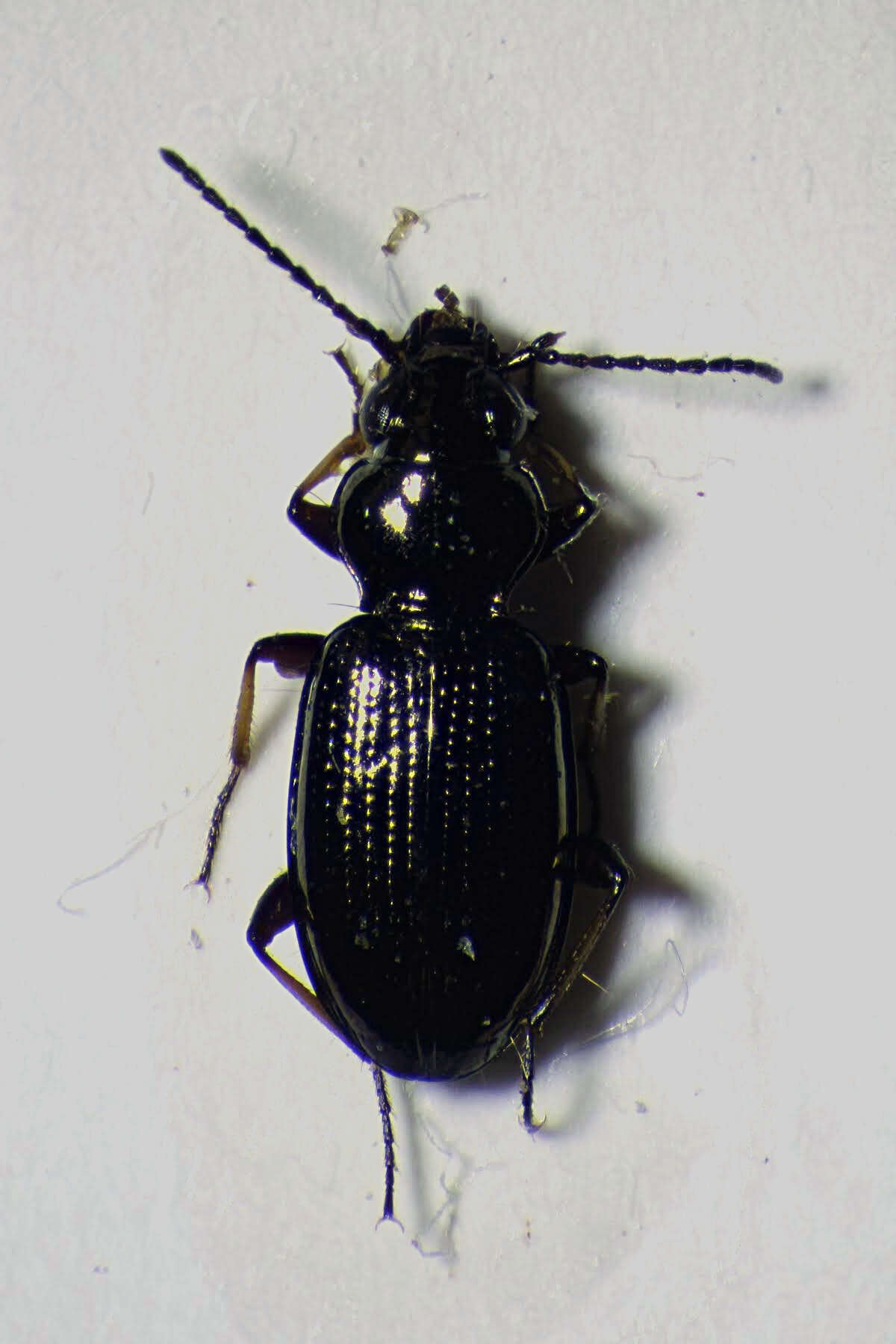 Plancia ëd Bembidion (Metallina) lampros (Herbst 1784)