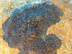 Image of rim lichen