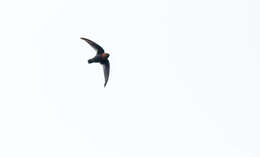 Image of Chestnut-collared Swift