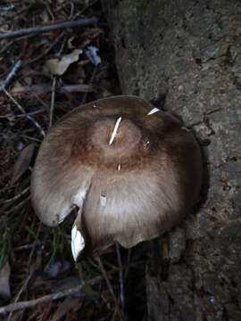 Image of Western Deer Mushroom