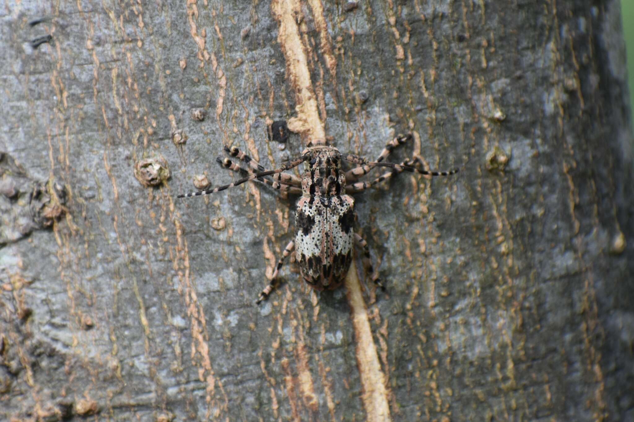 Image of Coptops annulipes Gahan 1894