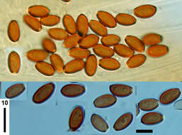 Imagem de Conocybe utricystidiata (Enderle & H.-J. Hübner) Somhorst 2013