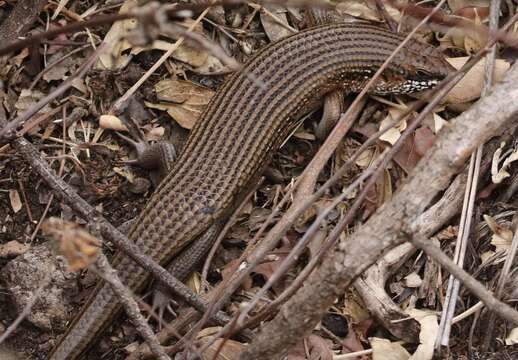 Image of Short-necked Skink