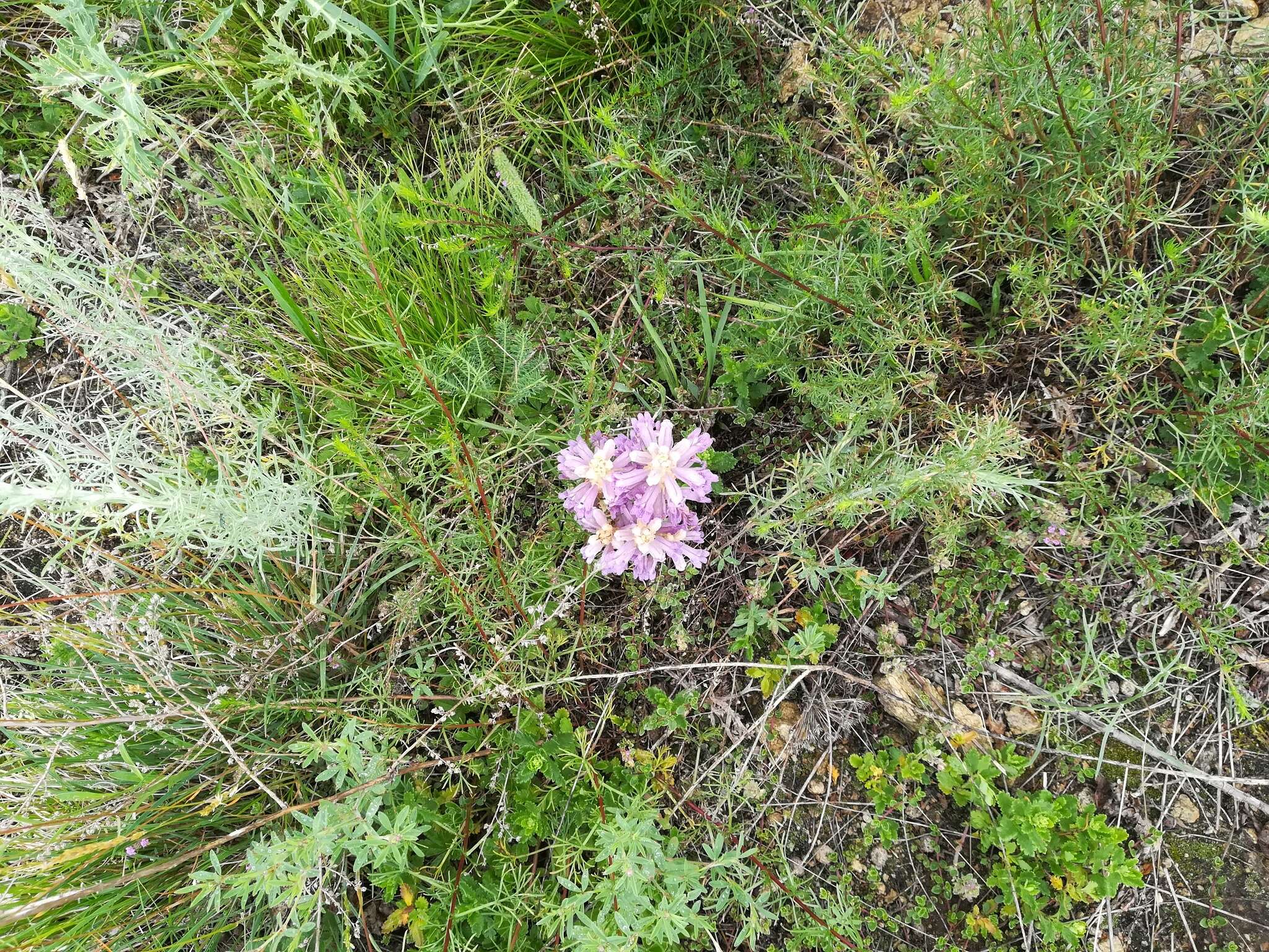 Image de Phelipanche arenaria (Borkh.) Pomel